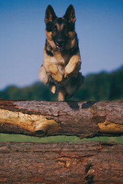 John Foxx/Stockbyte/Getty Images This dog knows how to find his way back home.