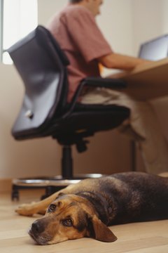 Ryan McVay/Photodisc/Getty Images Having a canine friend at the office may reduce stress.
