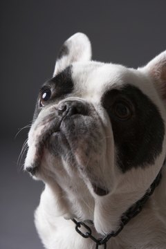 Chris Amaral/Digital Vision/Getty Images The French bulldog is tough, but loves his toilette.