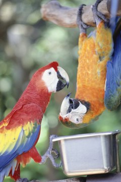Gary Faber/Photodisc/Getty Images Among hundreds of parrot species, only some sleep upside down.