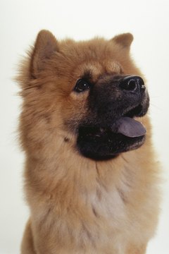 Duncan Smith/Photodisc/Getty Images Blowing the undercoat is part of the natural growth cycle of a chow chow's fur.