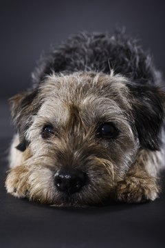 Apple Tree House/Lifesize/Getty Images Wire-haired terriers, such as this Border Terrier, are low-maintenance pets.