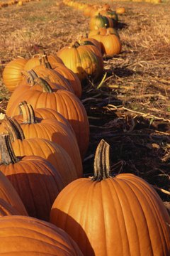 Use pumpkin seeds to introduce math concepts.