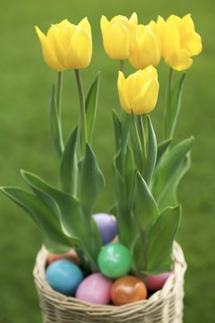Tulips symbolize the forgiveness emphasized at Easter.