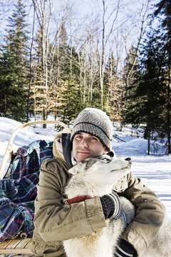 Jupiterimages/Brand X Pictures/Getty Images Your husky's caloric needs depend on his size, age, activity level and environment.