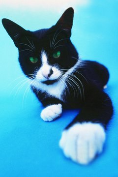 George Doyle/Stockbyte/Getty Images There are around 22,000 cases of cat scratch fever reported in the United States every year.