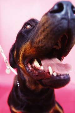 George Doyle/Stockbyte/Getty Images Cujo or Good Dog Carl; who is the real Rottweiler?