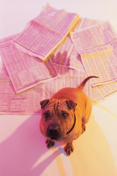 Comstock/Comstock/Getty Images Sometime dogs lap their own urine.