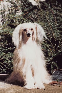 Jupiterimages/Photos.com/Getty Images Chinese crested dogs come in hairless and powder puff varieties.