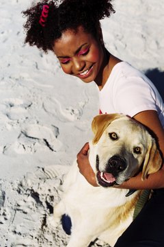 Stockbyte/Stockbyte/Getty Images Labradors are consistently America's favorite breed.