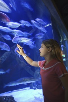 Thinkstock/Stockbyte/Getty Images A protein skimmer increases the efficiency of large aquarium filtration systems.