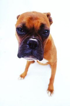 George Doyle/Stockbyte/Getty Images Be in tune with your canine's emotions.