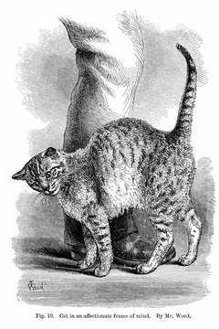 Photos.com/Photos.com/Getty Images Rubbing behavior is not uncommon in the feline world.