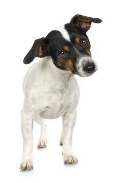 Jupiterimages/Photos.com/Getty Images Fox terriers do best in homes without cats.
