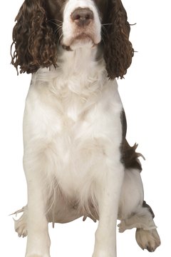 Hemera Technologies/PhotoObjects.net/Getty Images Springer spaniels require frequent grooming to look their best.