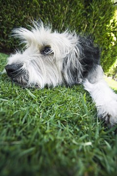 Brand X Pictures/Brand X Pictures/Getty Images Brush your dog outside during his shedding season.