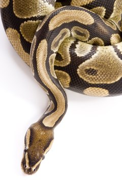 BananaStock/BananaStock/Getty Images Whether your cat should fear a snake or the snake should fear your cat depends on the snake.
