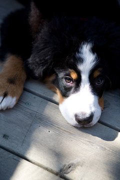 Jupiterimages/Photos.com/Getty Images Keep a watchful eye on your doggie's eating habits.