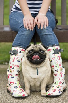 Jupiterimages/Polka Dot/Getty Images Pugs are companion dogs, so their focus is usually on you.