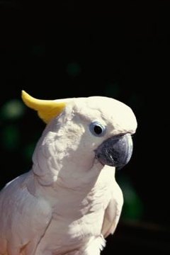 gulfen cockatoo lifespan