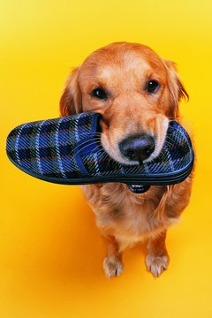 Photodisc/Photodisc/Getty Images Some dogs benefit from wearing shoes.