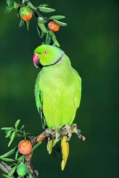 Stockbyte/Stockbyte/Getty Images Ringneck parrots come in African and Indian varieties.