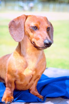 Jupiterimages/Photos.com/Getty Images Pay close attention to a few areas while grooming your mini dachshund.