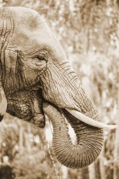 The Adaptations of Elephants for Survival | Animals - mom.me