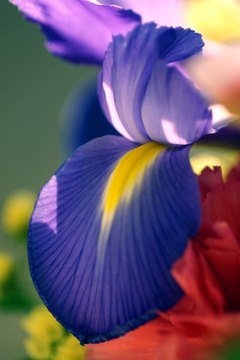 This brilliant iris is only one of more than 200 varieties.