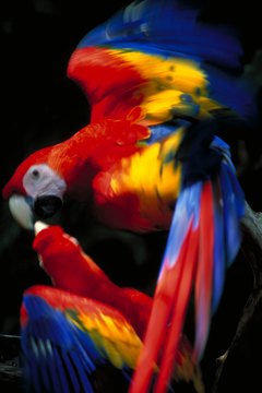 Jupiterimages/Photos.com/Getty Images Most birds love to live with a friend of the same species.