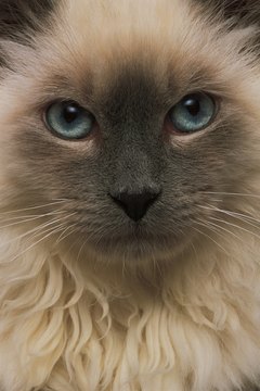 Comstock/Comstock/Getty Images When it comes to litter, your cat is the most important customer.