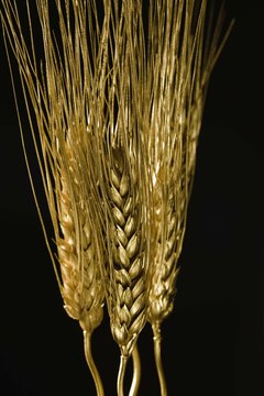 Jupiterimages/Comstock/Getty Images Gluten intolerance is not always inherited, but celiac disease is.