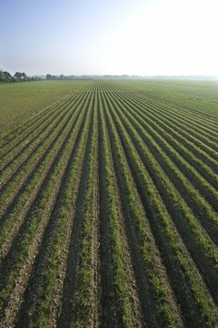 Jupiterimages/Comstock/Getty Images You may see yourself as a land baron, but an objective appraiser can keep your feet on solid ground.