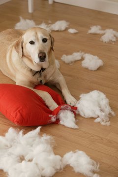 Comstock Images/Comstock/Getty Images "How else am I supposed to entertain myself around here?"