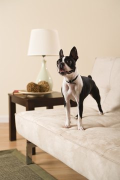 Jupiterimages/Comstock/Getty Images "Well, for some reason the trick knee doesn't affect my ability to jump on the sofa."