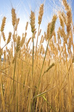 Jupiterimages/Comstock/Getty Images Bulgur and farro are whole grains that come from different types of wheat.