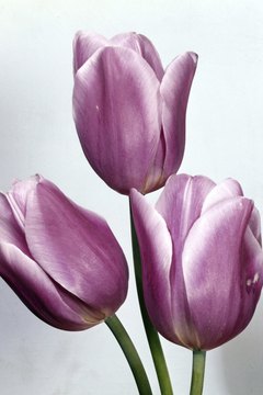 Ablestock.com/AbleStock.com/Getty Images Tulips and kitties belong far apart.