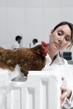 Michael Blann/Lifesize/Getty Images Veterinarian pathologists require broad biomedical knowledge.