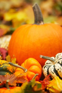Jupiterimages/Photos.com/Getty Images Pumpkins and squash are good veggie choices for your cat.