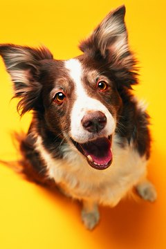 Photodisc/Photodisc/Getty Images Collies are high-energy and need a lot of exercise before you leave them alone for hours.