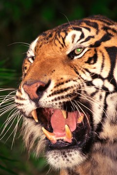 Jupiterimages/Photos.com/Getty Images My, what big whiskers you have!