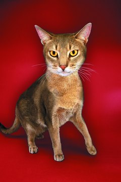 Photodisc/Photodisc/Getty Images Abyssinians and Maine coons have an elevatated risk of congenital knee problems.