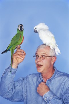 Creatas/Creatas/Getty Images Develop a good relationship with your cockatiel and have fun.