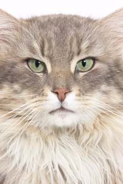 Hemera Technologies/Photos.com/Getty Images Why is Kitty so mad?