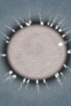 The egg contributes DNA and mitochondria to the zygote.