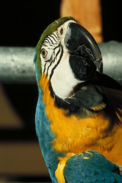 Jupiterimages/Photos.com/Getty Images Parrots are very sensitive animals.