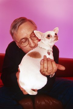 Creatas/Creatas/Getty Images Your Chihuahua should weigh 6 pounds or less, according to the American Kennel Club.