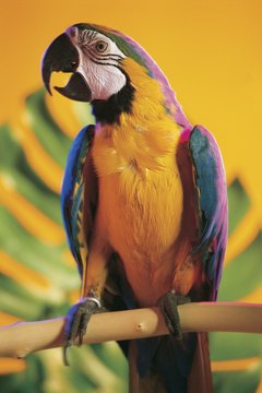 Comstock/Comstock/Getty Images Parrots can get fleas, but other parasites are more likely to plague her.