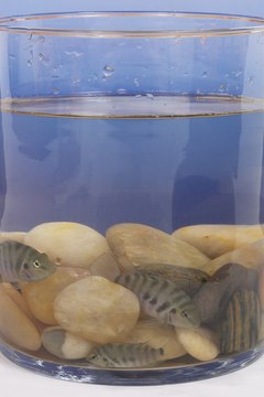 A species of cichlid fish displayed in a table top aquarium.