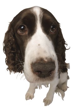 Hemera Technologies/PhotoObjects.net/Getty Images Take away your doggie's "whiny" tag.